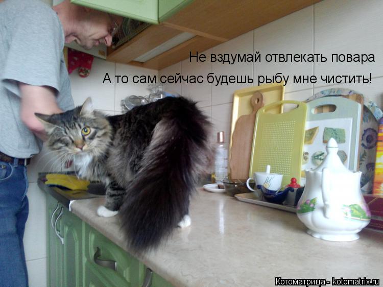 Не вздумай отвлекать повара А то сам сейчас будешь рыбу мне чистить!... Котоматрица: Не вздумай отвлекать повара А то сам сейчас будешь рыбу мне чистить!