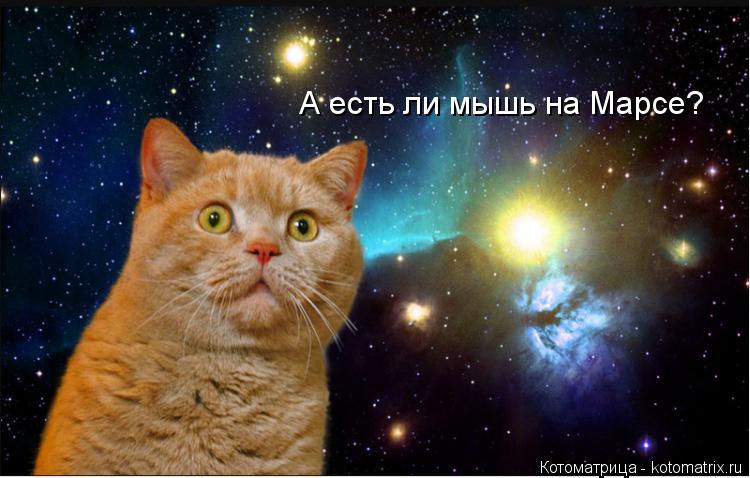 А есть ли мышь на Марсе?... Котоматрица: А есть ли мышь на Марсе?
