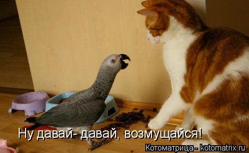 Ну давай- давай, возмущайся!... Котоматрица: Ну давай- давай, возмущайся!