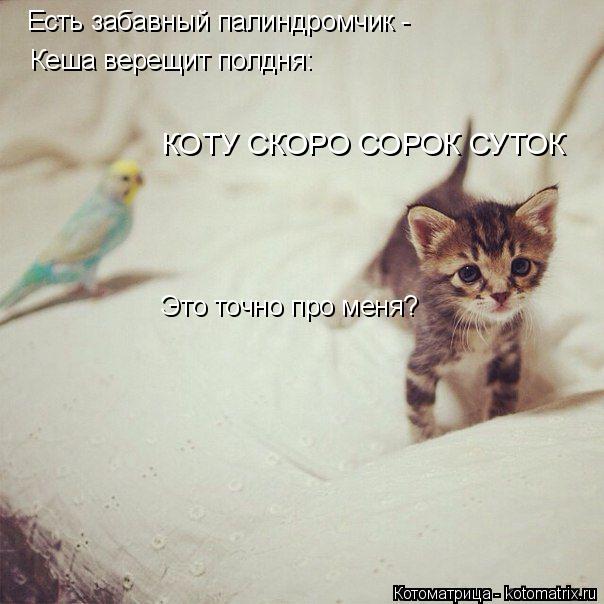 Есть забавный палиндромчик - Кеша верещит полдня: КОТУ СКОРО СОРОК СУТОК Это точно про меня?... Котоматрица: Есть забавный палиндромчик - Кеша верещит полдня: КОТУ СКОРО СОРОК СУТОК Это точно про меня?