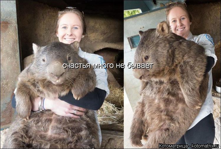 счастья много не бывает счастья много не бывает... Котоматрица: счастья много не бывает счастья много не бывает