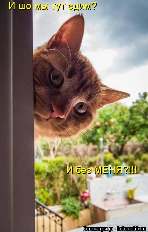 И шо мы тут едим? И без МЕНЯ?!!!... Котоматрица: И шо мы тут едим? И без МЕНЯ?!!!
