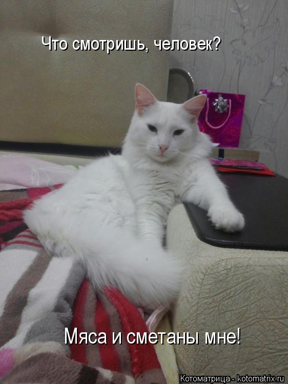 Что смотришь, человек? Мяса и сметаны мне!... Котоматрица: Что смотришь, человек? Мяса и сметаны мне!