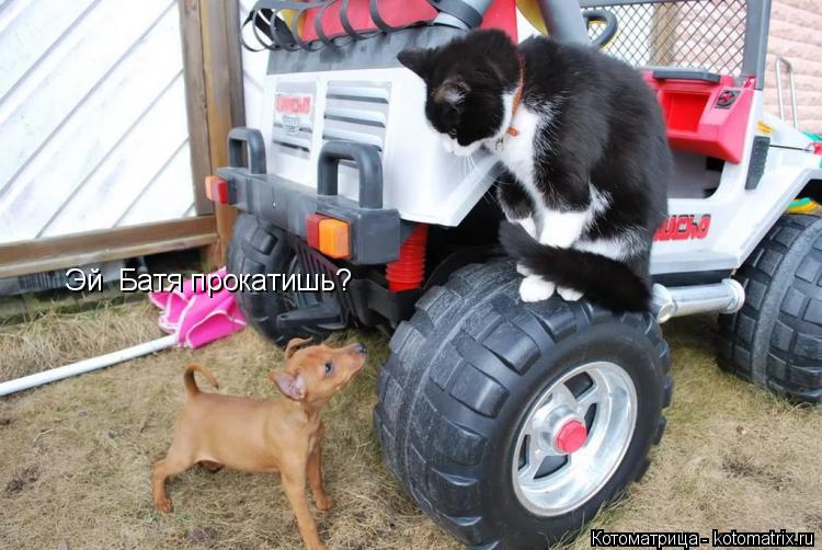 Эй Батя прокатишь?... Котоматрица: Эй Батя прокатишь?