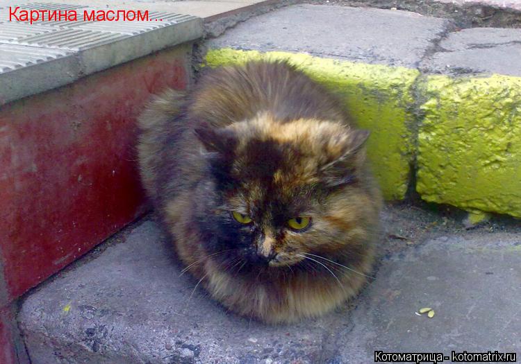 Картина маслом...... Котоматрица: Картина маслом...
