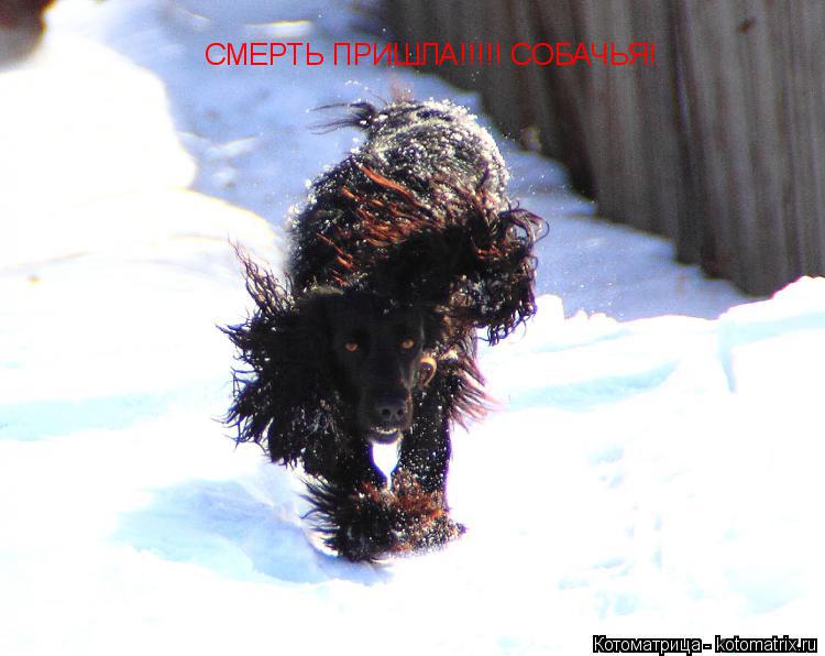 СМЕРТЬ ПРИШЛА!!!!! СОБАЧЬЯ!... Котоматрица: СМЕРТЬ ПРИШЛА!!!!! СОБАЧЬЯ!