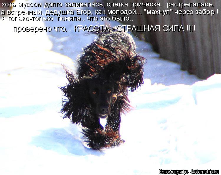 хоть муссом долго заливалась, слегка причёска.. растрепалась, а встречный, дедушка Егор, как молодой.... Котоматрица: хоть муссом долго заливалась, слегка причёска.. растрепалась, а встречный, дедушка Егор, как молодой... "махнул" через забор ! я только-только