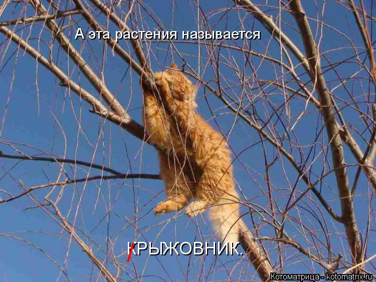 http://kotomatrix.ru/images/lolz/2017/03/06/kotomatritsa_rf.jpg