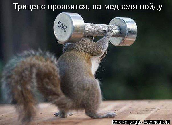 Трицепс проявится, на медведя пойду... Котоматрица: Трицепс проявится, на медведя пойду