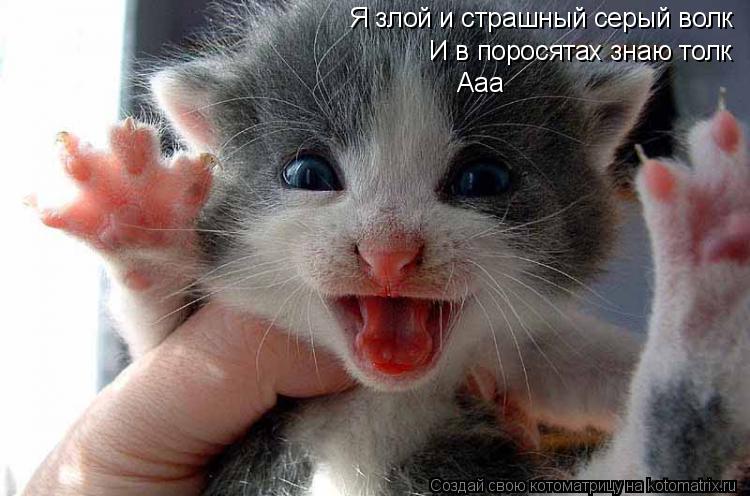 Ааа Я злой и страшный серый волк И в поросятах знаю толк... Котоматрица: Ааа Я злой и страшный серый волк И в поросятах знаю толк