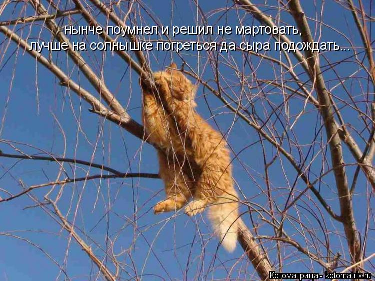 нынче поумнел и решил не мартовать, лучше на солнышке погреться да сыра подождать...... Котоматрица: нынче поумнел и решил не мартовать, лучше на солнышке погреться да сыра подождать...