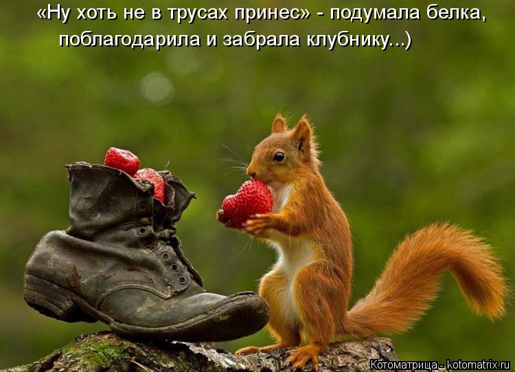 «Ну хоть не в трусах принес» - подумала белка, поблагодарила и забрала клубнику...)... Котоматрица: «Ну хоть не в трусах принес» - подумала белка, поблагодарила и забрала клубнику...)