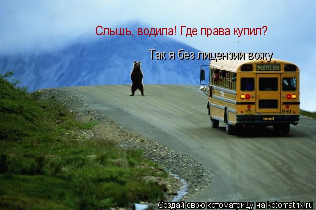 Слышь, водила! Где права купил? Так я без лицензии вожу... Котоматрица: Слышь, водила! Где права купил? Так я без лицензии вожу
