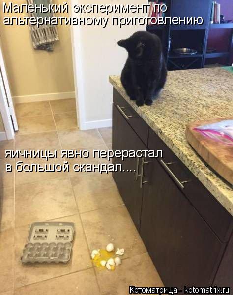 Маленький эксперимент по альтернативному приготовлению яичницы явно перерастал в большой скандал...... Котоматрица: Маленький эксперимент по альтернативному приготовлению яичницы явно перерастал в большой скандал....