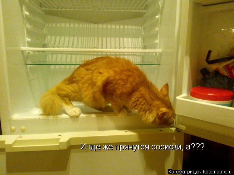 И где же прячутся сосиски, а???... Котоматрица: И где же прячутся сосиски, а???
