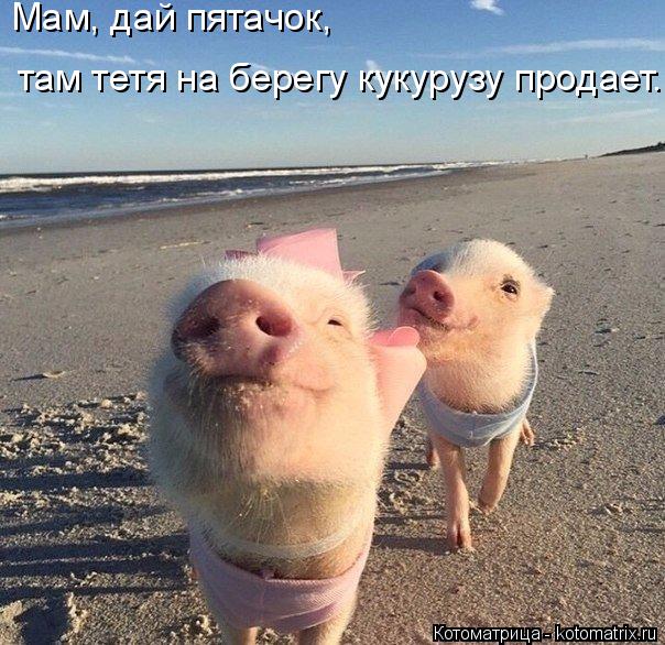там тетя на берегу кукурузу продает... Мам, дай пятачок,... Котоматрица: там тетя на берегу кукурузу продает... Мам, дай пятачок,