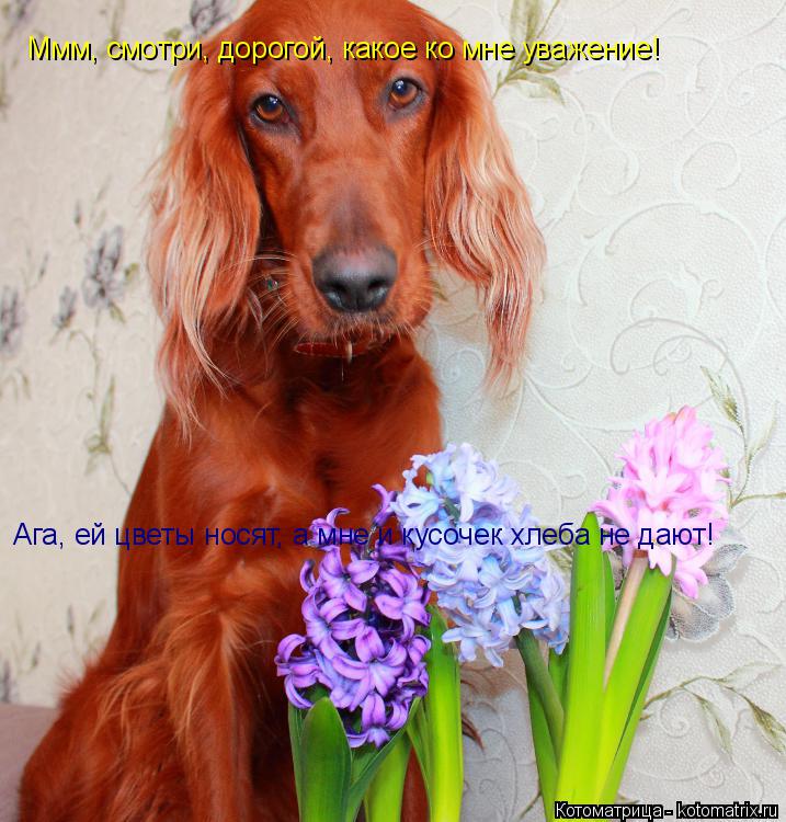 Ммм, смотри, дорогой, какое ко мне уважение! Ага, ей цветы носят, а мне и кусочек хлеба не дают!... Котоматрица: Ммм, смотри, дорогой, какое ко мне уважение! Ага, ей цветы носят, а мне и кусочек хлеба не дают!