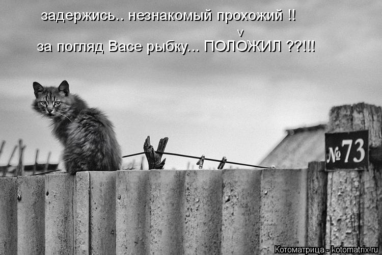 задержись.. незнакомый прохожий !! за погляд Васе рыбку... ПОЛОЖИЛ ??!!! v... Котоматрица: задержись.. незнакомый прохожий !! за погляд Васе рыбку... ПОЛОЖИЛ ??!!! v