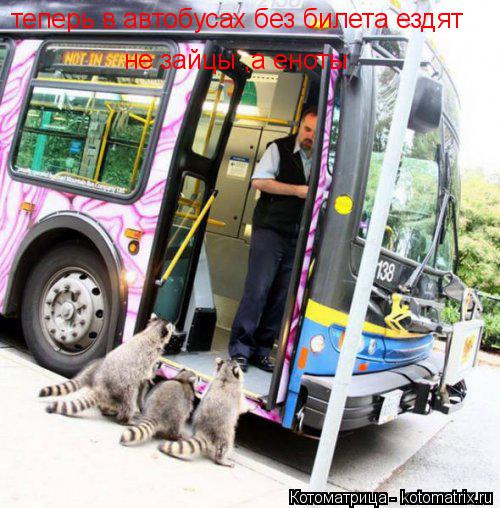Котоматрица: теперь в автобусах без билета ездят  не зайцы ,а еноты