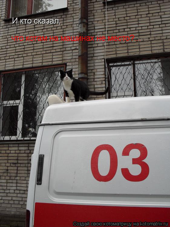 И кто сказал, что котам на машинах не место?...... Котоматрица: И кто сказал, что котам на машинах не место?...