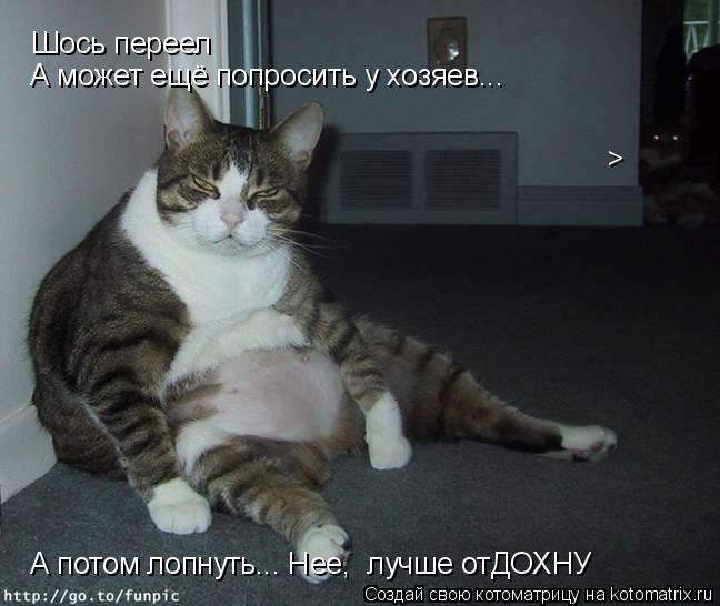 Шось переел А может ещё попросить у хозяев... А потом лопнуть... Нее, лучше отДОХНУ >... Котоматрица: Шось переел А может ещё попросить у хозяев... А потом лопнуть... Нее, лучше отДОХНУ >