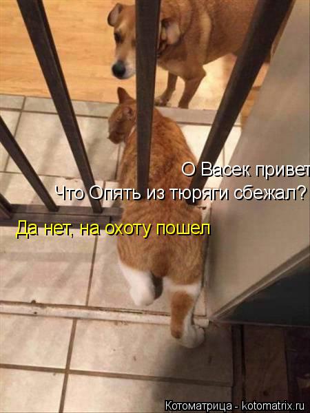 О Васек привет! Что Опять из тюряги сбежал? Да нет, на охоту пошел... Котоматрица: О Васек привет! Что Опять из тюряги сбежал? Да нет, на охоту пошел