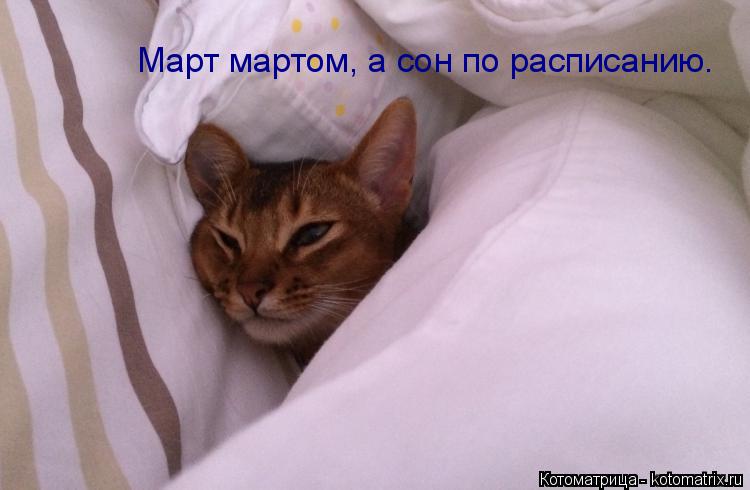 Март мартом, а сон по расписанию.... Котоматрица: Март мартом, а сон по расписанию.