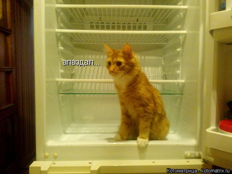 апаздал...... Котоматрица: апаздал...