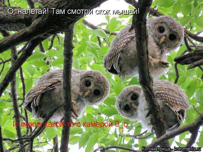 О, налетай! Там смотри скок мышей! И мужик какой-то с камерой 0_о... Котоматрица: О, налетай! Там смотри скок мышей! И мужик какой-то с камерой 0_о
