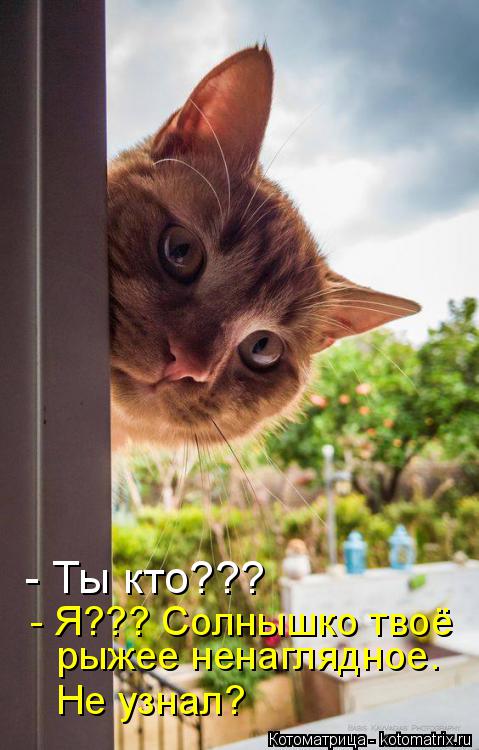 - Ты кто??? - Я??? Солнышко твоё рыжее ненаглядное. Не узнал?... Котоматрица: - Ты кто??? - Я??? Солнышко твоё рыжее ненаглядное. Не узнал?