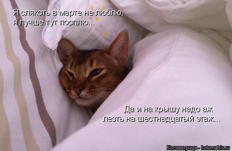 Я слякоть в марте не люблю, я лучше тут посплю... Да и на крышу надо аж лезть на шестнадцатый этаж..... Котоматрица: Я слякоть в марте не люблю, я лучше тут посплю... Да и на крышу надо аж лезть на шестнадцатый этаж...