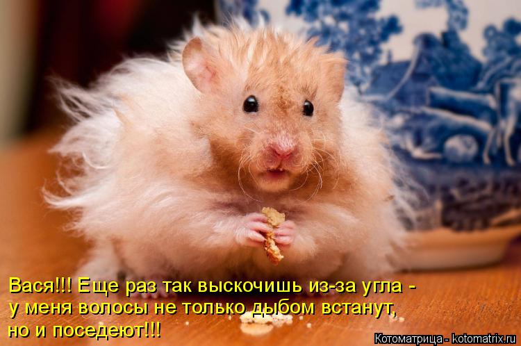 Вася!!! Еще раз так выскочишь из-за угла - у меня волосы не только дыбом встанут, но и поседеют!!!... Котоматрица: Вася!!! Еще раз так выскочишь из-за угла - у меня волосы не только дыбом встанут, но и поседеют!!!