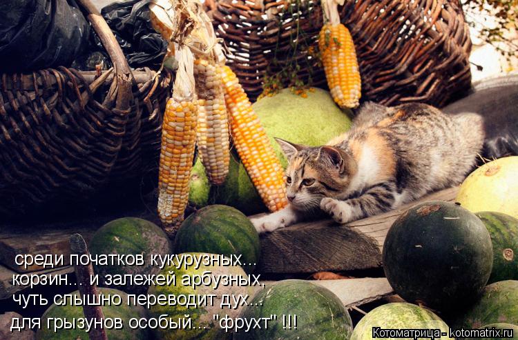 для грызунов особый... "фрухт" !!! чуть слышно переводит дух... корзин... и залежей арбузных, среди п... Котоматрица: для грызунов особый... "фрухт" !!! чуть слышно переводит дух... корзин... и залежей арбузных, среди початков кукурузных...