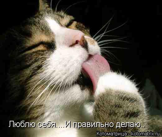 Люблю себя....И правильно делаю..... Котоматрица: Люблю себя....И правильно делаю..
