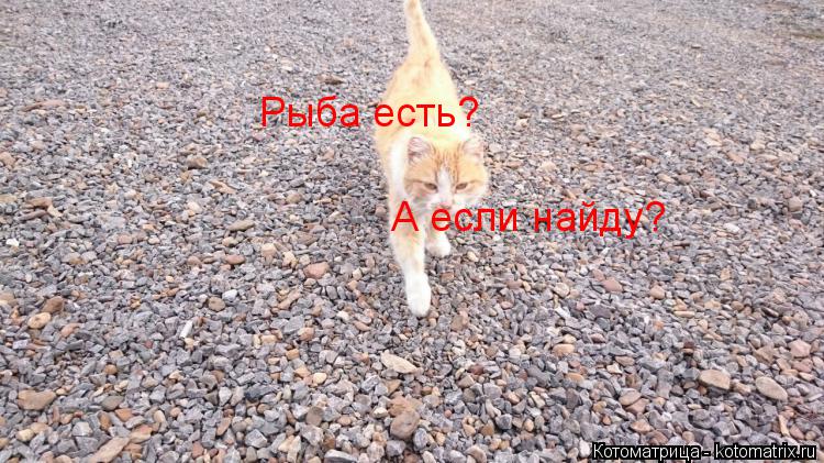 Рыба есть? А если найду?... Котоматрица: Рыба есть? А если найду?