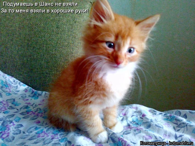 Подумаешь в Шанс не взяли За то меня взяли в хорошие руки!... Котоматрица: Подумаешь в Шанс не взяли За то меня взяли в хорошие руки!
