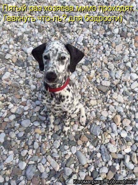 Пятый раз хозяева мимо проходят.... Гавкнуть что-ль? для бодрости)... Котоматрица: Пятый раз хозяева мимо проходят.... Гавкнуть что-ль? для бодрости)