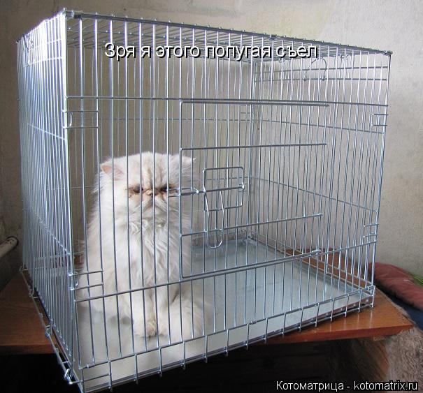 Зря я этого попугая съел... Котоматрица: Зря я этого попугая съел