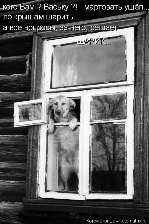 кого Вам ? Ваську ?! мартовать ушёл... по крышам шарить... а все вопросы, за него, решает ШАРИК...... Котоматрица: кого Вам ? Ваську ?! мартовать ушёл... по крышам шарить... а все вопросы, за него, решает ШАРИК...