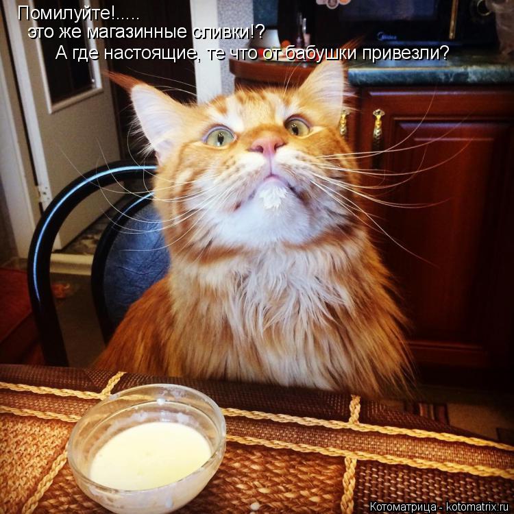 Помилуйте!..... это же магазинные сливки!? это же магазинные сливки!? А где настоящие, те что от бабу... Котоматрица: Помилуйте!..... это же магазинные сливки!? это же магазинные сливки!? А где настоящие, те что от бабушки привезли?