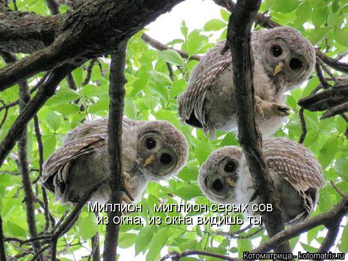 Миллион , миллион серых сов из окна, из окна видишь ты... Котоматрица: Миллион , миллион серых сов из окна, из окна видишь ты