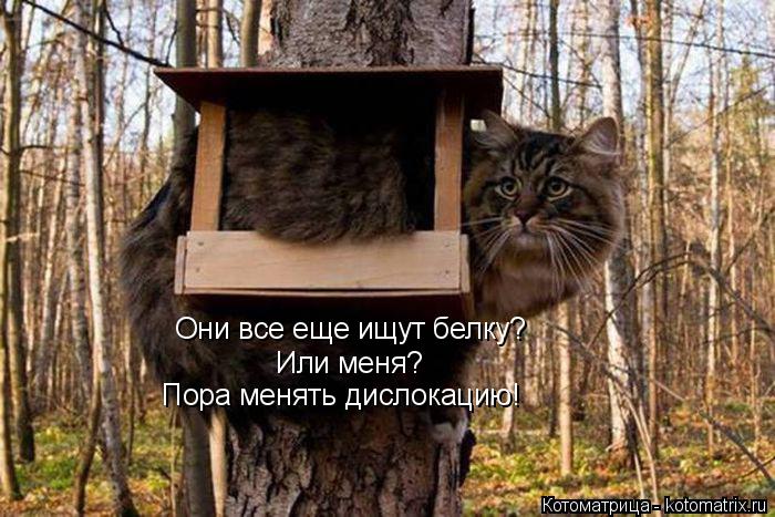 Котоматрица: Они все еще ищут белку? Или меня? Пора менять дислокацию!