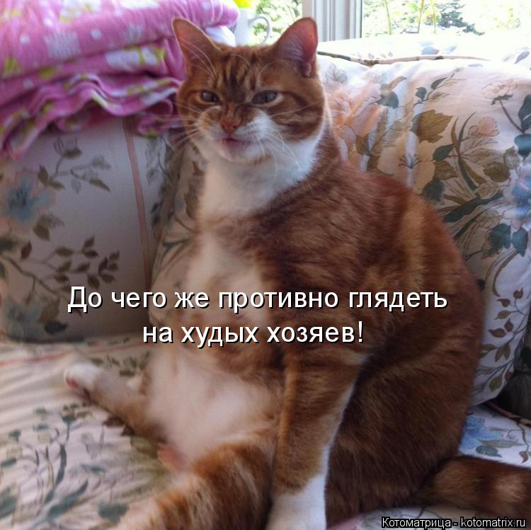 До чего же противно глядеть на худых хозяев!... Котоматрица: До чего же противно глядеть на худых хозяев!
