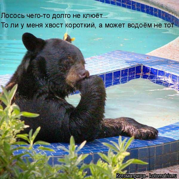 Лосось чего-то долго не клюёт... То ли у меня хвост короткий, а может водоём не тот... Котоматрица: Лосось чего-то долго не клюёт... То ли у меня хвост короткий, а может водоём не тот