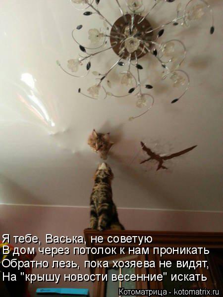 Я тебе, Васька, не советую В дом через потолок к нам проникать Обратно лезь, пока хозяева не видят, Н... Котоматрица: Я тебе, Васька, не советую В дом через потолок к нам проникать Обратно лезь, пока хозяева не видят, На "крышу новости весенние" искать