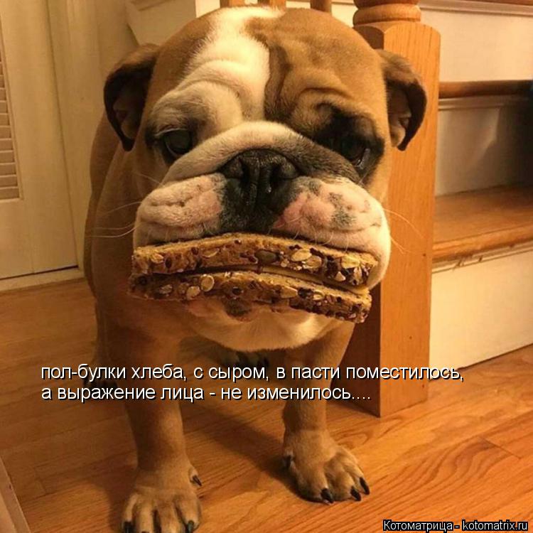 Котоматрица: пол-булки хлеба, с сыром, в пасти поместилось, а выражение лица - не изменилось....