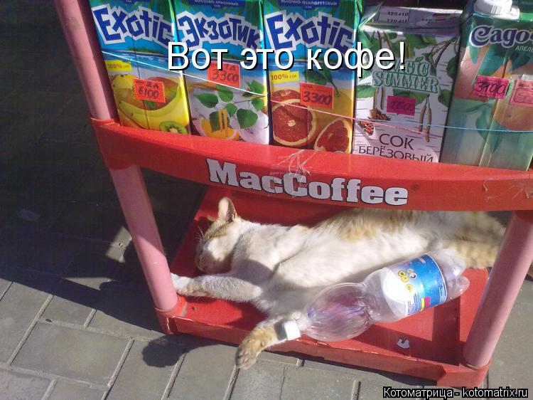 Котоматрица: Вот это кофе!