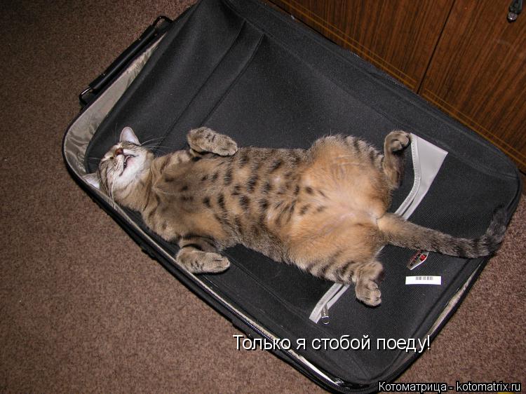 Только я стобой поеду!... Котоматрица: Только я стобой поеду!