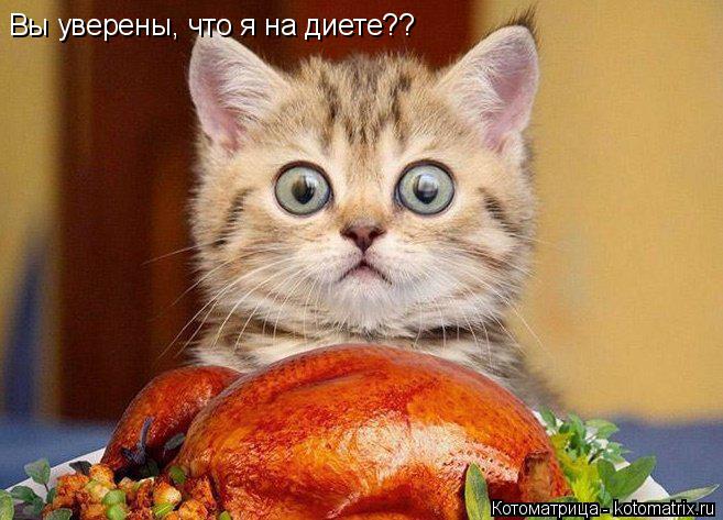 Котоматрица: Вы уверены, что я на диете??