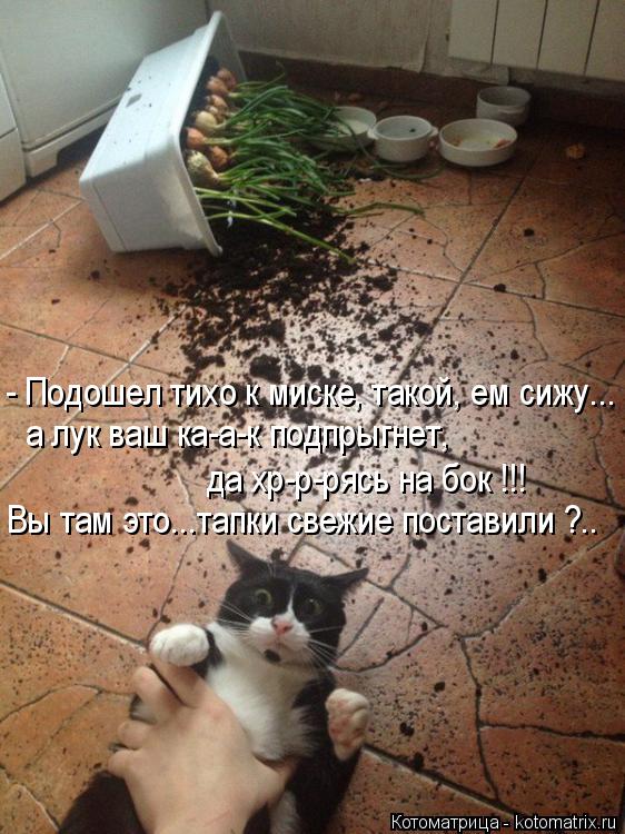 Котоматрица: - Подошел тихо к миске, такой, ем сижу... а лук ваш ка-а-к подпрыгнет,  да хр-р-рясь на бок !!! Вы там это...тапки свежие поставили ?..